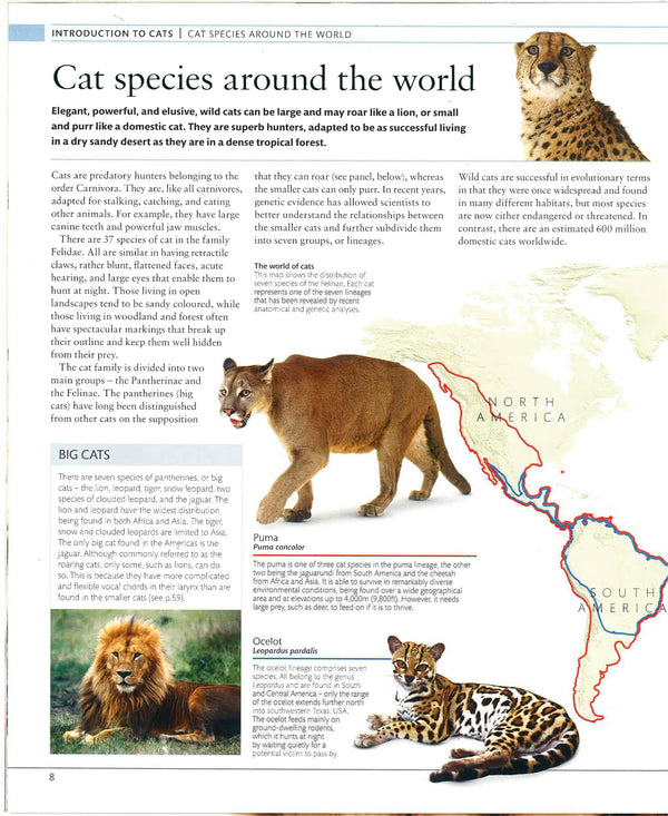 African Lion Largest Cat Species Ever Africa List Of All Cat